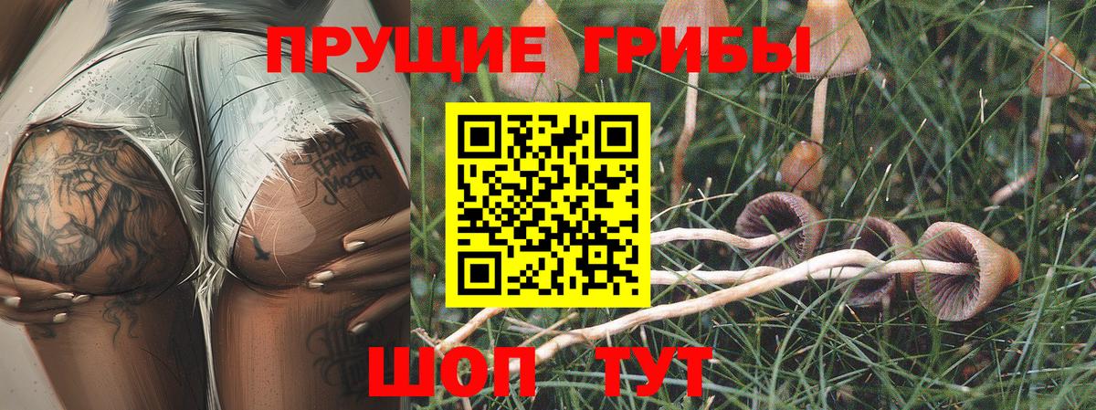 наркотики  Галлюциногенные грибы MAGIC MUSHROOMS  Вход с VPN  Тамбов 